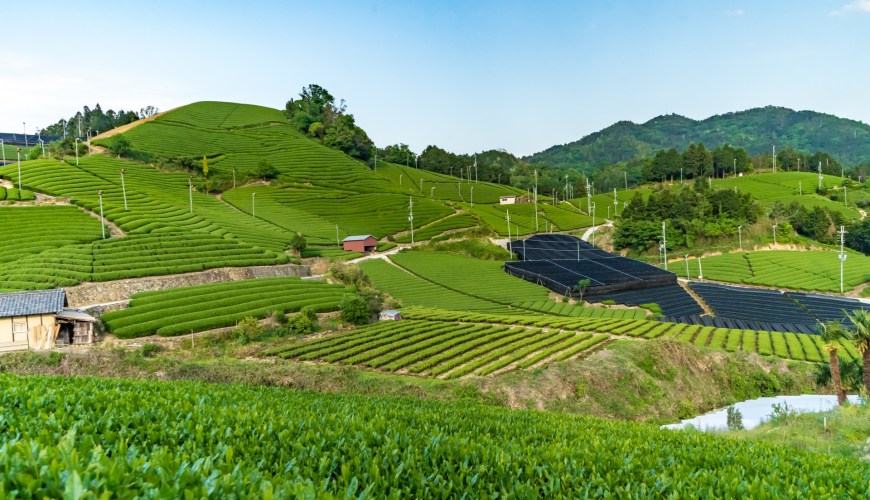 京都一保堂抹茶,日本京都抹茶推荐