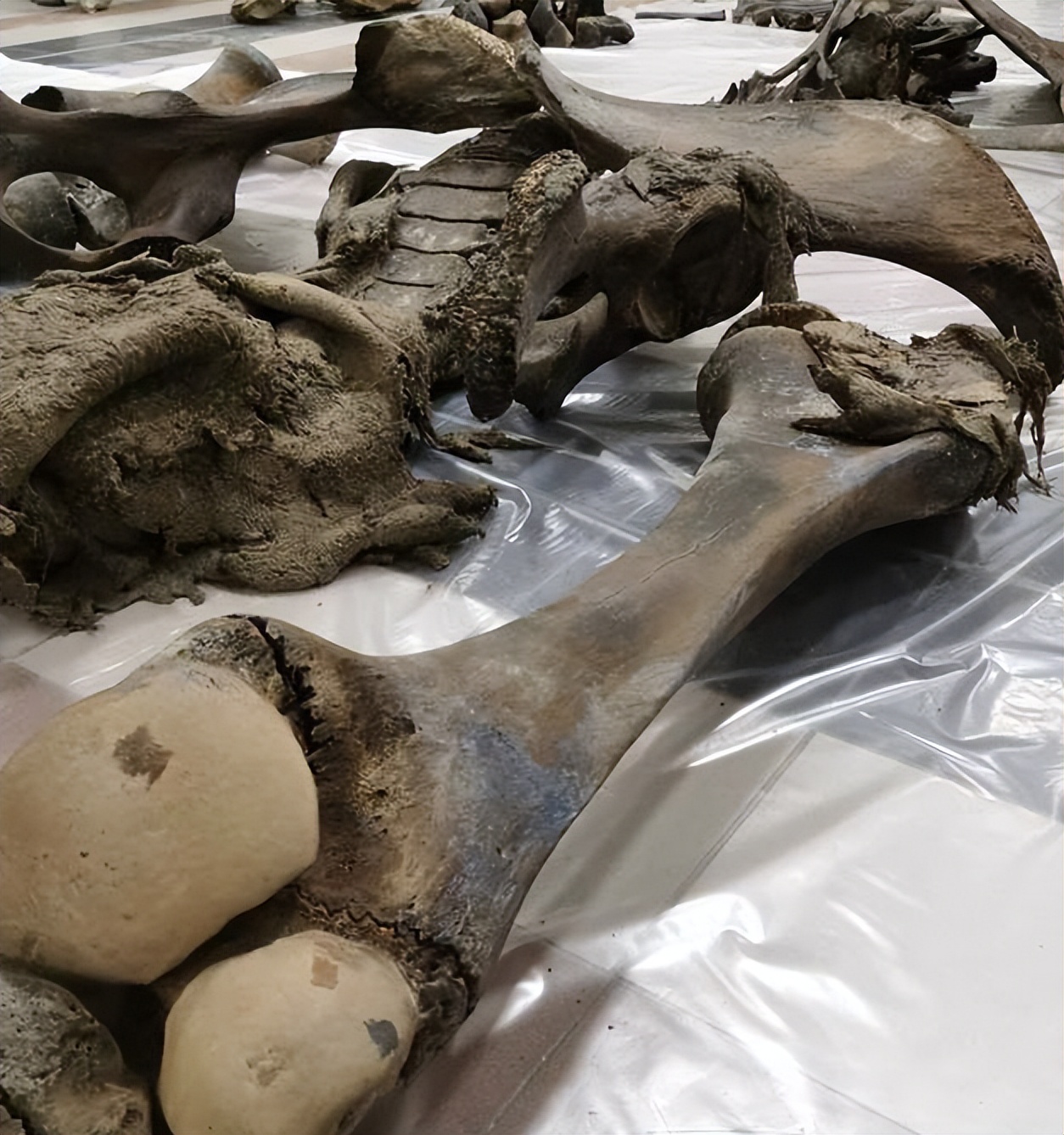 各种古生物化石图片,神秘的地球古生物昆虫化石