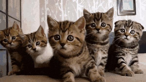 养猫首选这几种猫既便宜又好养,养猫最建议养什么猫