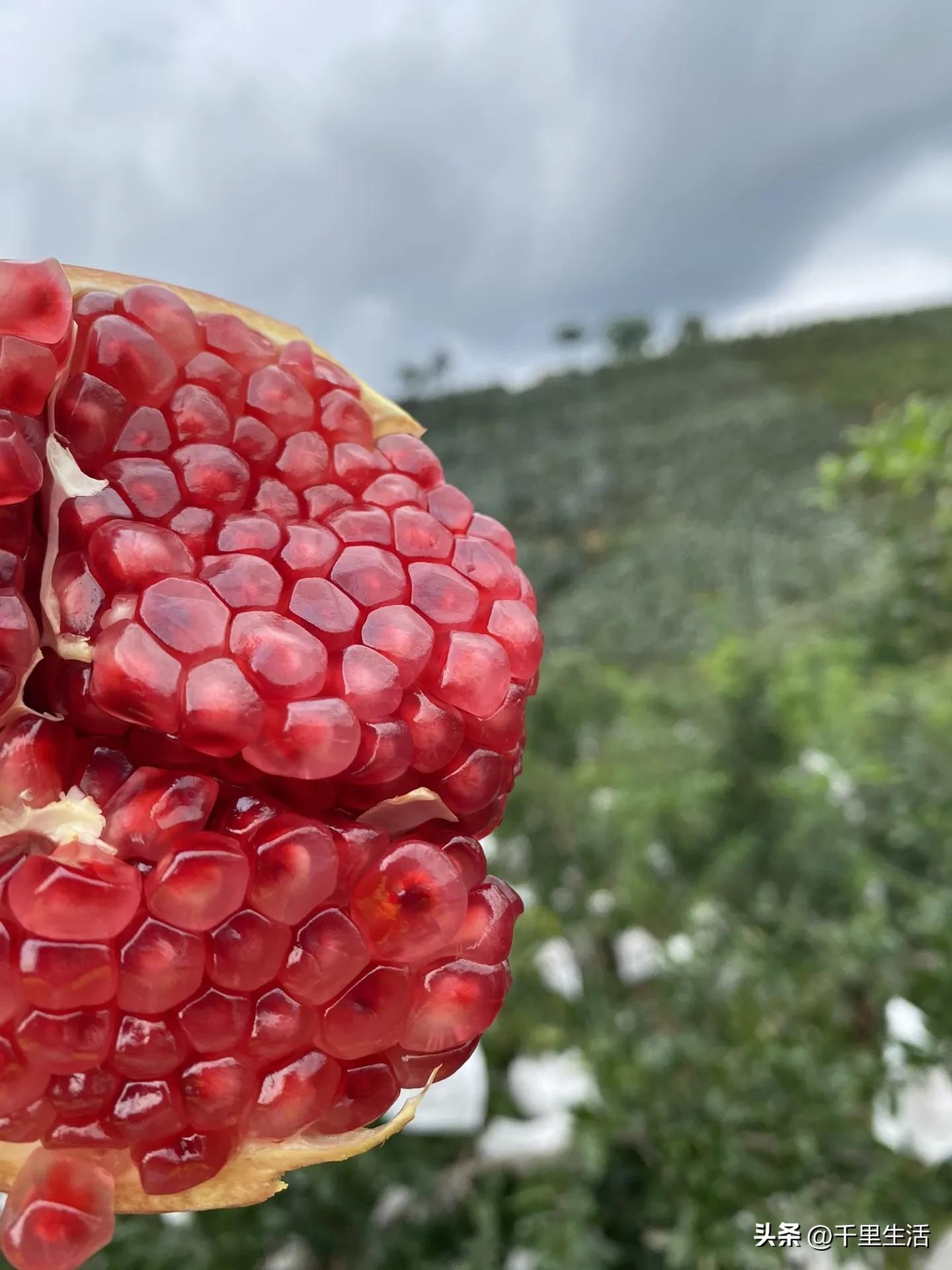 突尼斯软籽石榴超级好吃,突尼斯软籽石榴不用吐籽就能吃