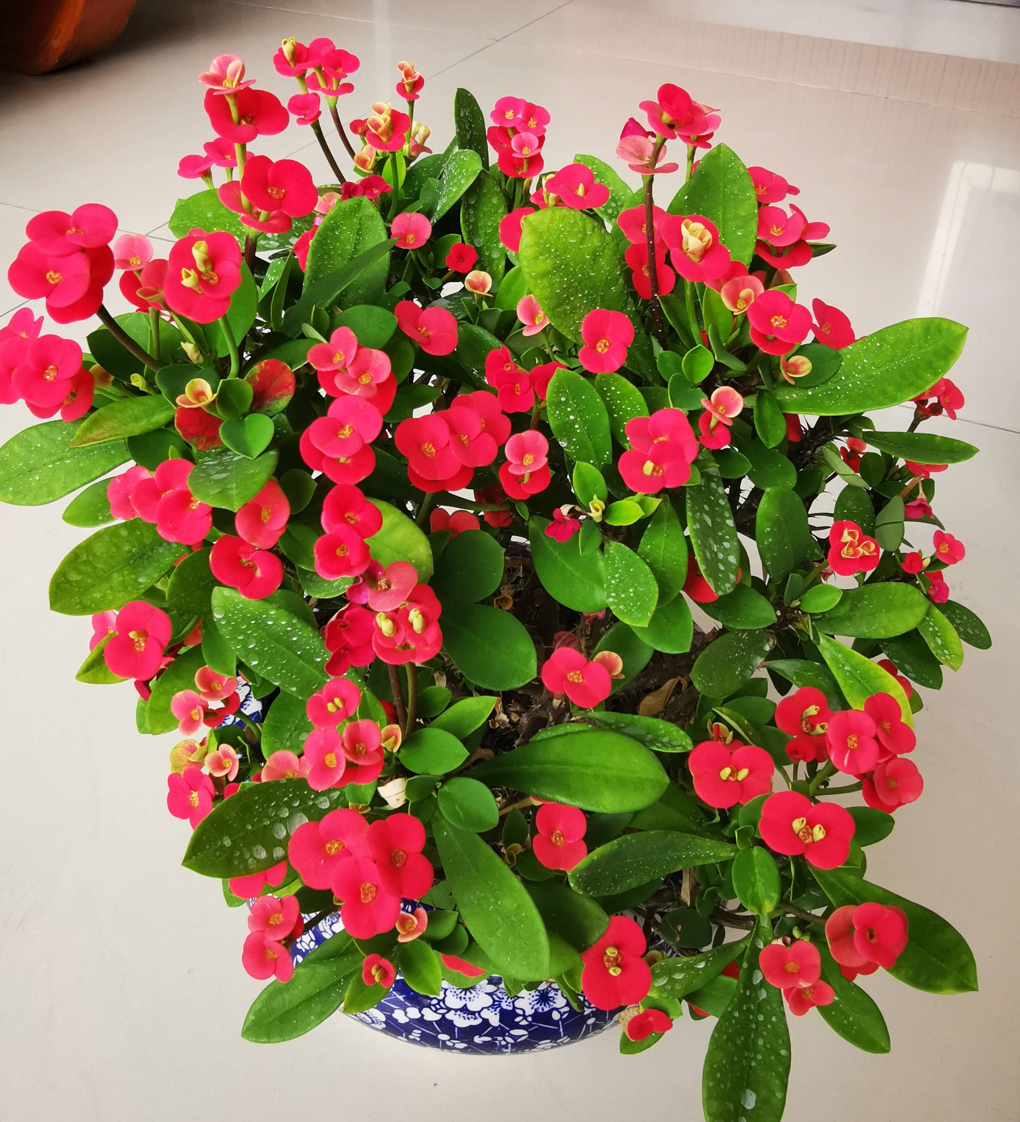 虎刺梅的养护技巧,虎刺梅如何养护花开鲜艳