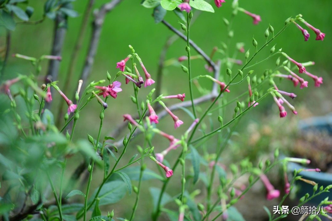 看到你的花园那么惨，我就安心了|园丁