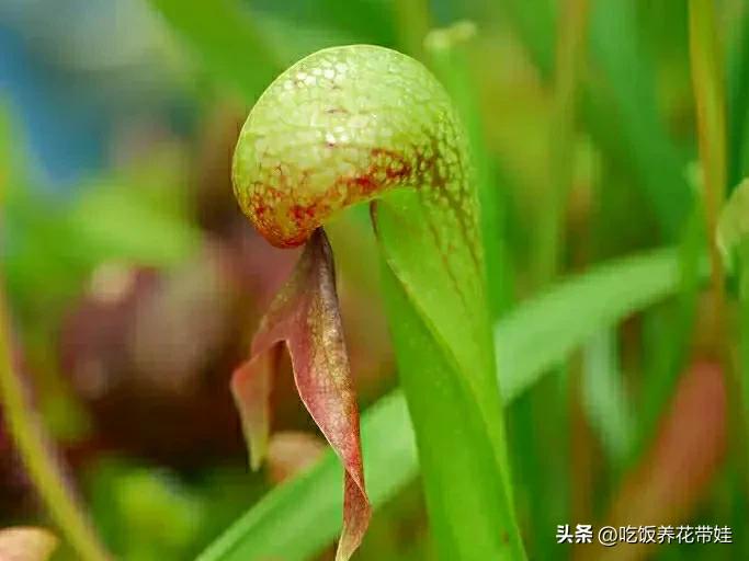 植物中的捕猎高手,植物界的捕猎大师