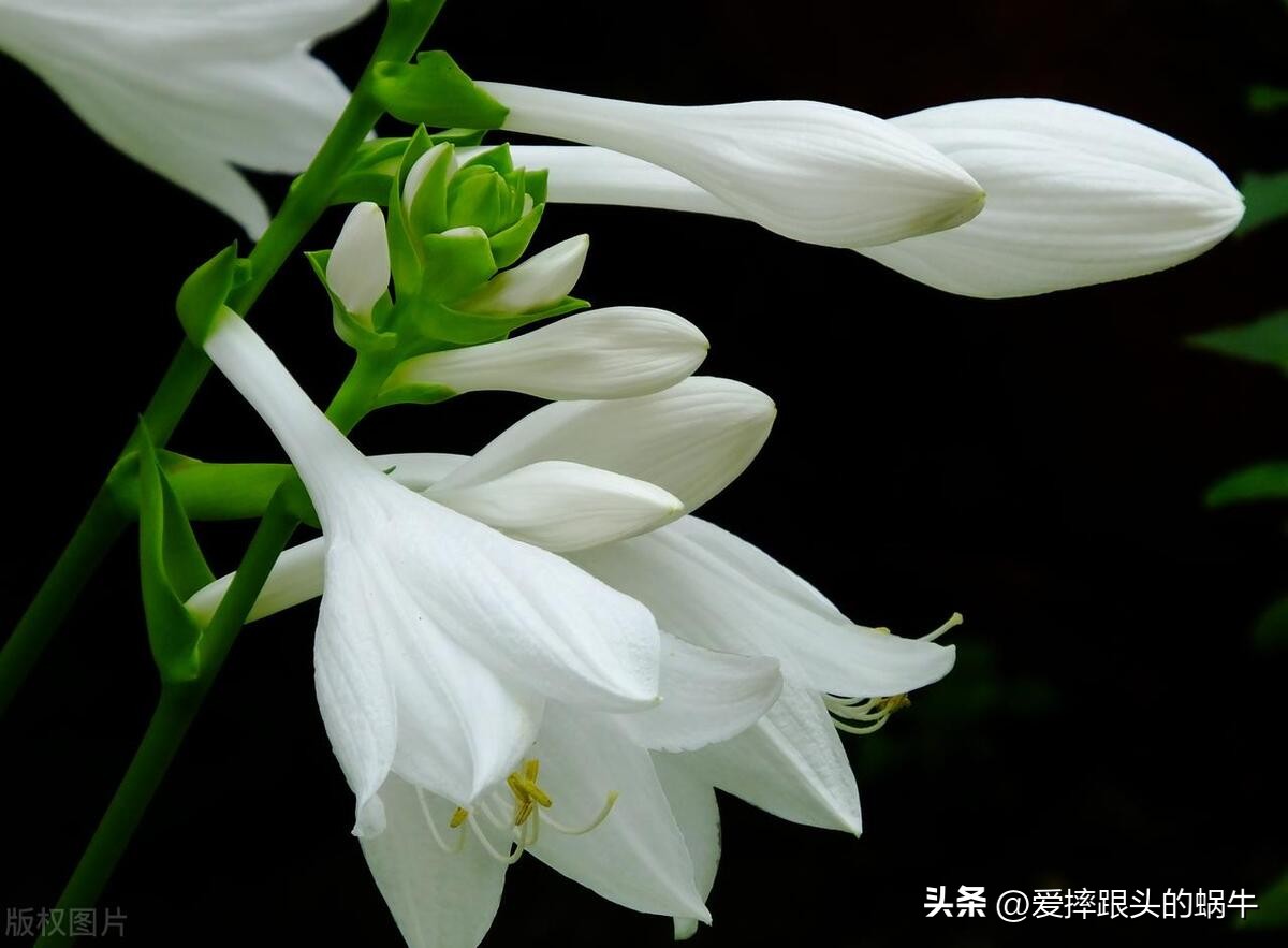 十二花神图谱完整版,工笔画十二花神欣赏