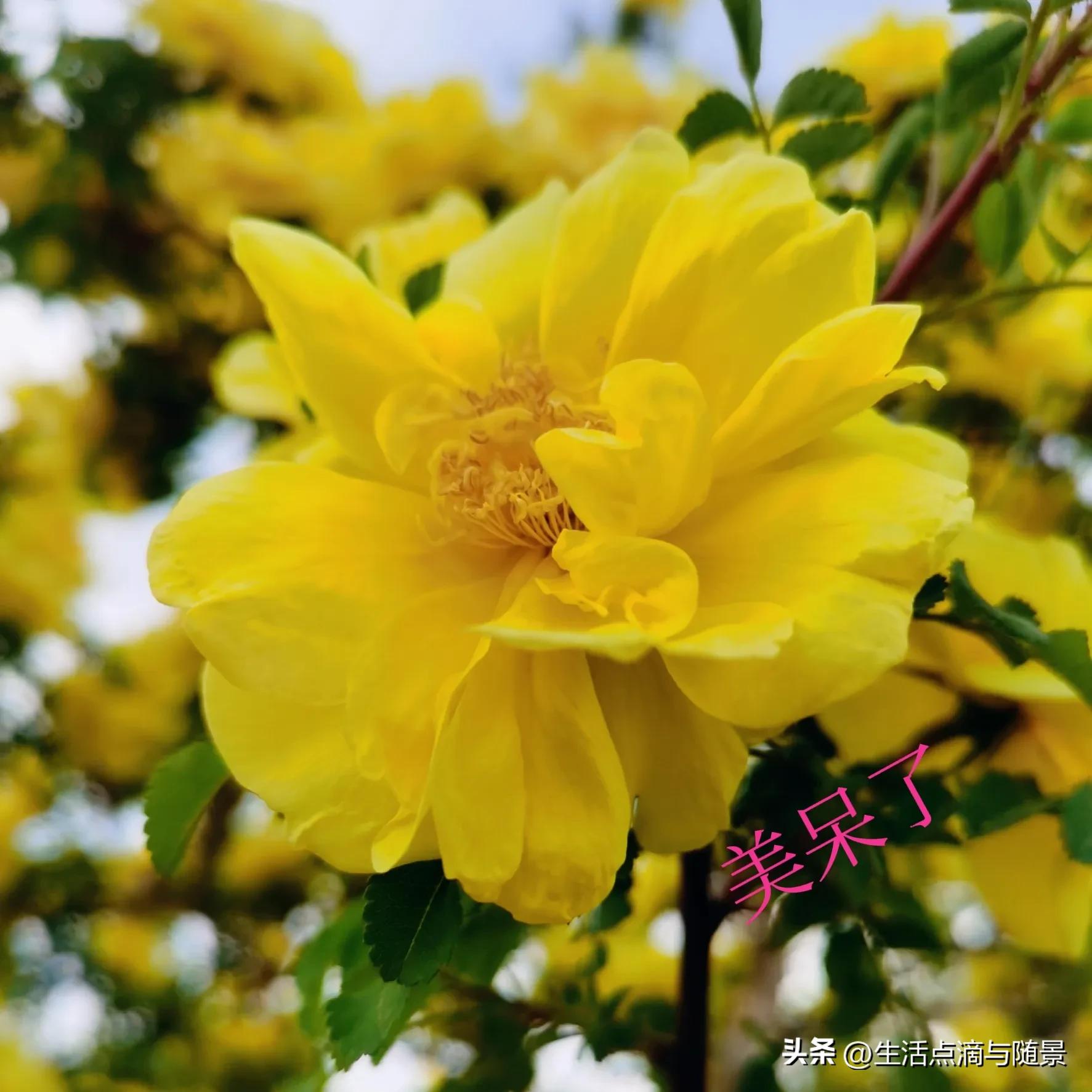 黄刺玫又一次盛开,黄刺玫盛开时期