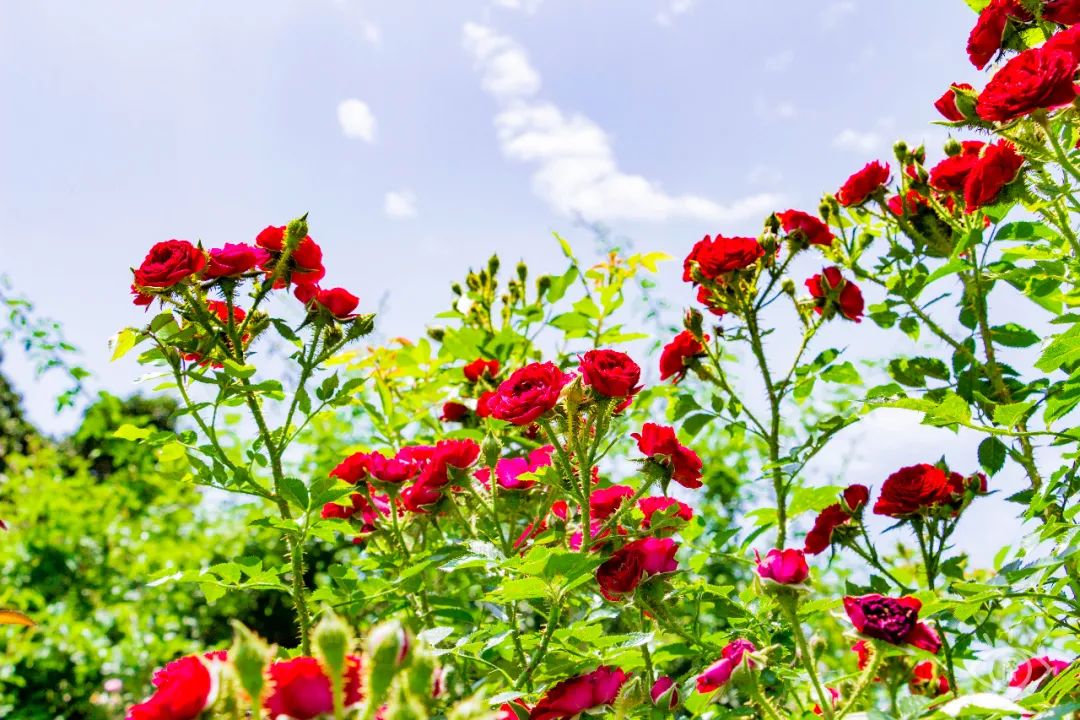 深圳1号线有什么好玩的景点,深圳1号线好玩的地方室内