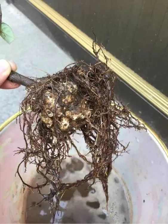 春季真柏盆景如何进行病虫害防治,不用防治的植物病害