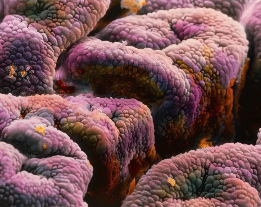 显微镜观察人体的四种组织图片,人体显微镜下的样子