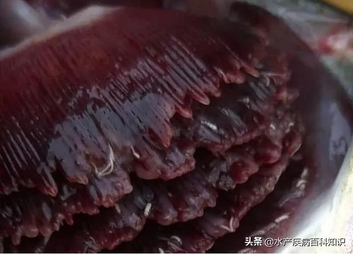 烂鳃的鱼病,水产养殖出现鱼鳃病大量死亡