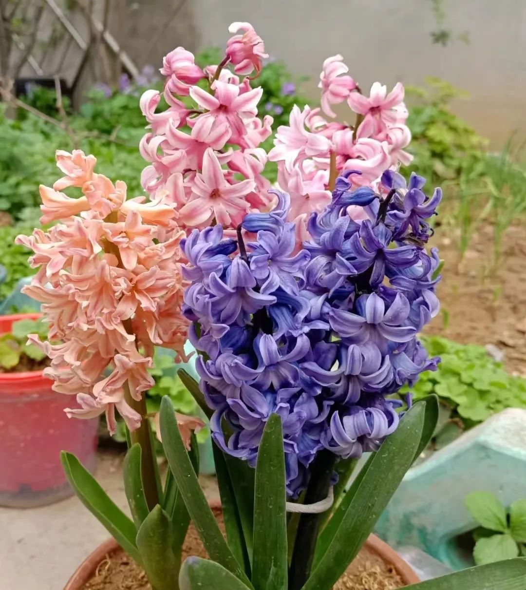 球根类花卉有哪些比较好养,有哪些好看的球根花卉盆栽