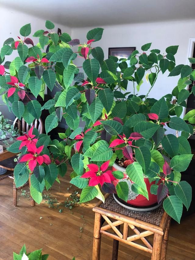 哪些室内花花期长又好养,室内养太多花好吗