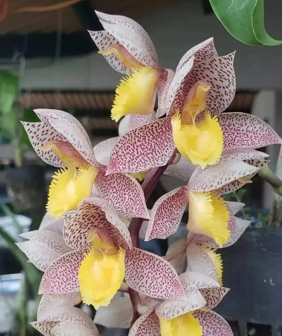 兰花的唯美图片,珍稀兰花各色大全