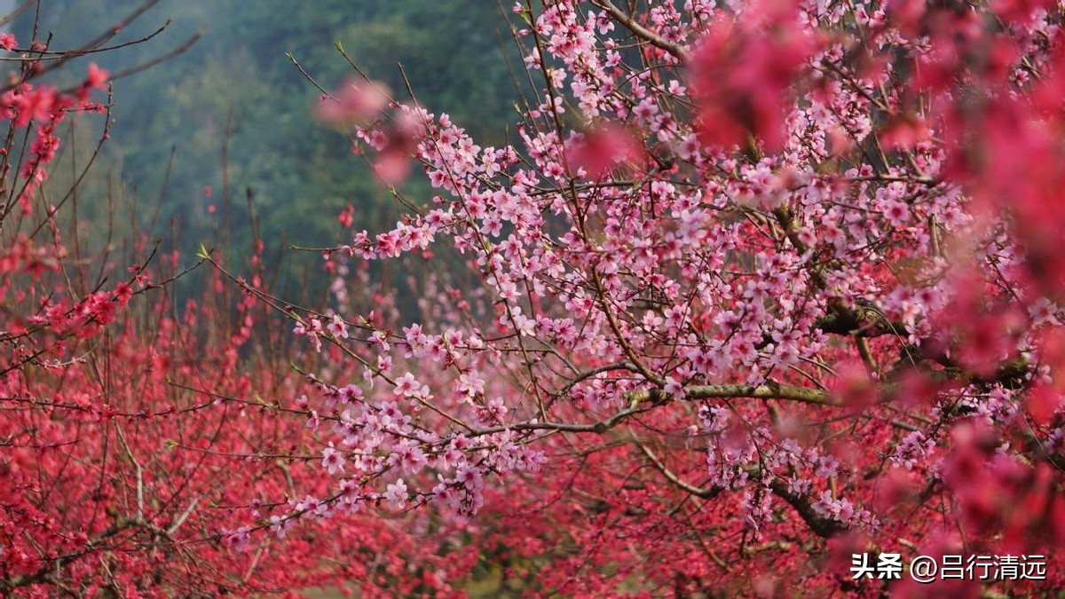 清远哪里有桃花树,广东清远阳山桃花源