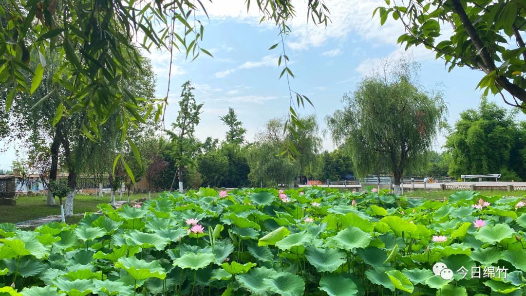 绵竹风景最好的地方在哪 (赏花一日游最佳去处绵竹)