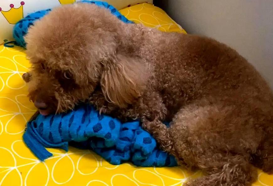 泰迪暗示主人的表现,泰迪睡觉可以打扰他吗