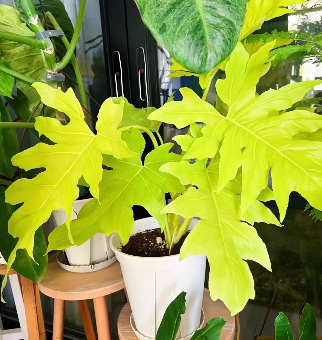 盘点24个常见蔓绿绒品种，叶色靓丽颜值高，总有一款撬动你的心！