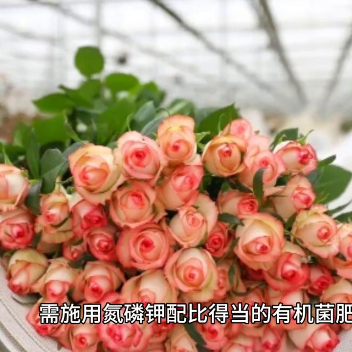 花繁色艳,玫瑰种植品种精品