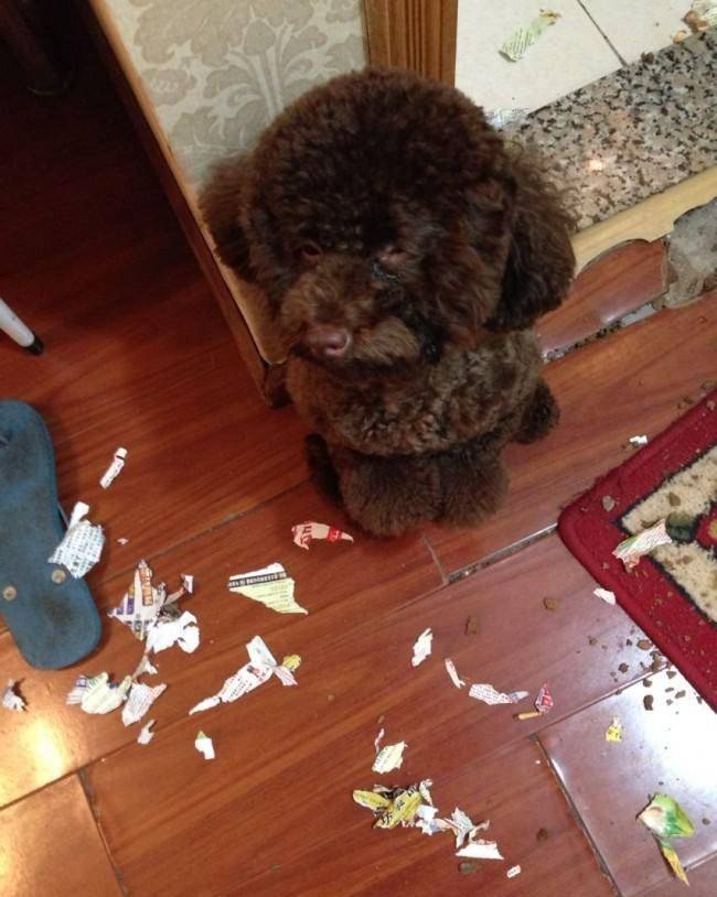 养公泰迪怎么避免尴尬,养泰迪不能打哪