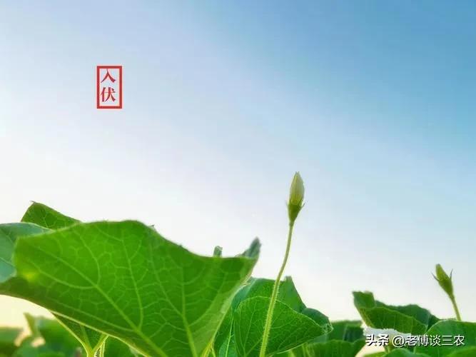 农谚说夏至三庚才入伏冬至才数九,农谚说入伏下雨好不好