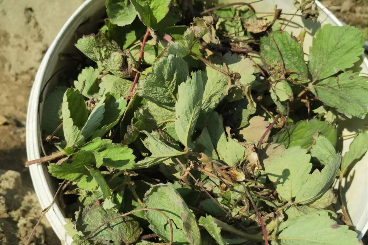 草莓现蕾不整齐的原因？草莓苗长势不齐，如何管理？