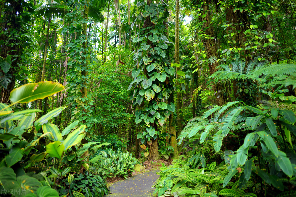 美国夏威夷岛旅游简介,美国夏威夷景点