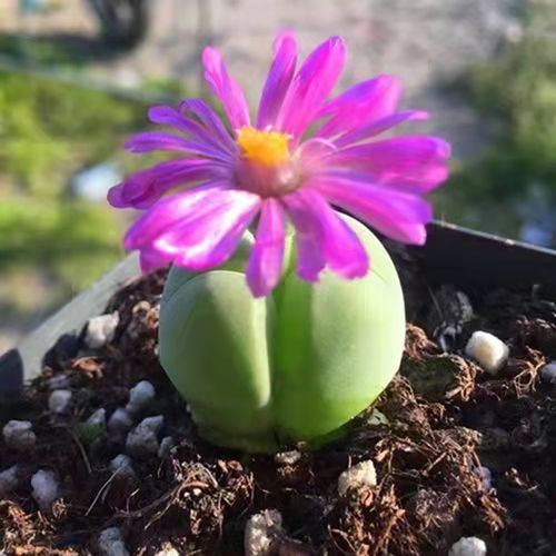 100种好看的多肉植物,50多种多肉品种大全