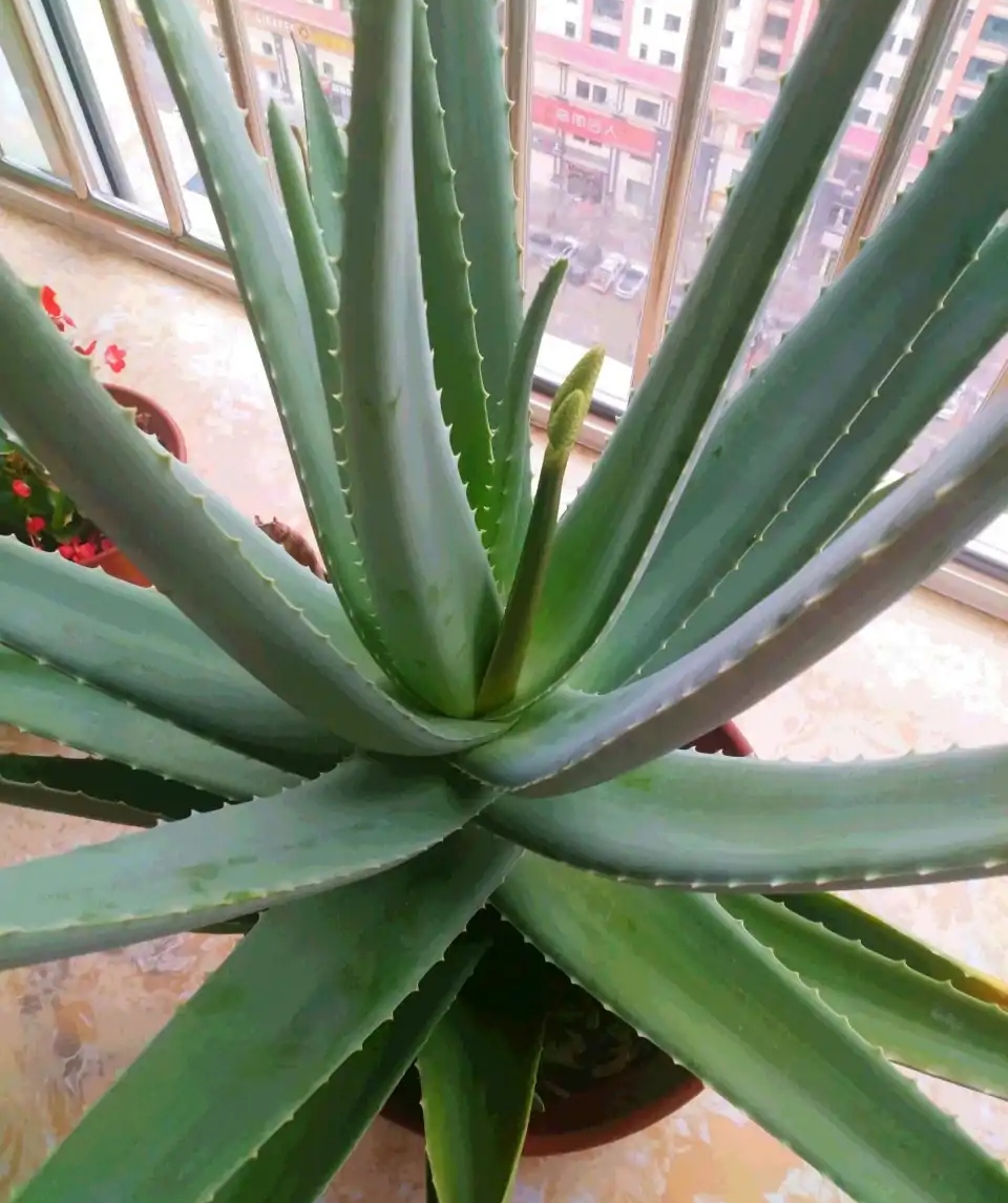 治愈系盆栽绿植推荐,室内小型绿植花卉推荐品种