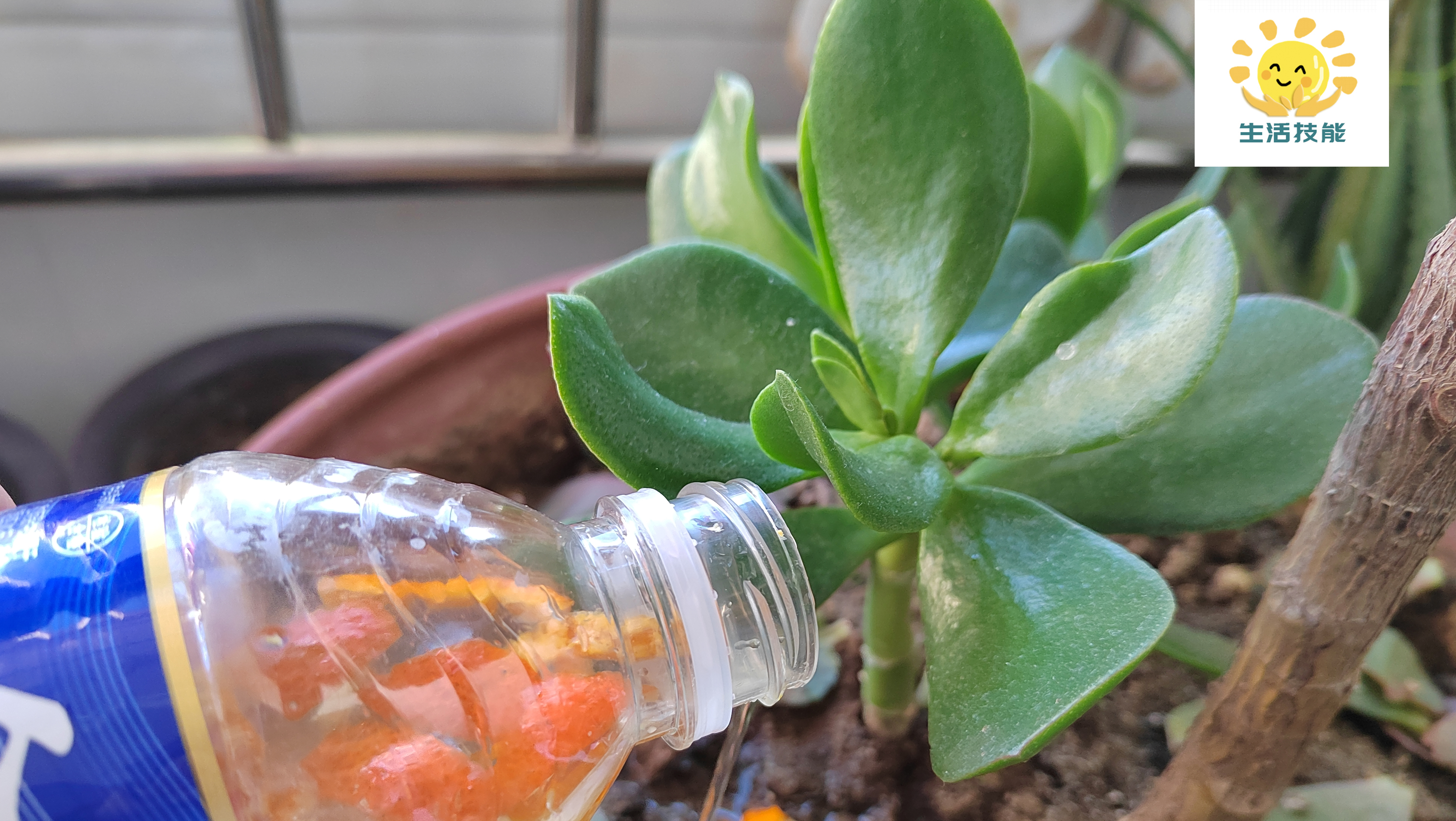 知识分享生活小妙招橘子皮的妙用,原来橘子皮还能这样用涨知识了