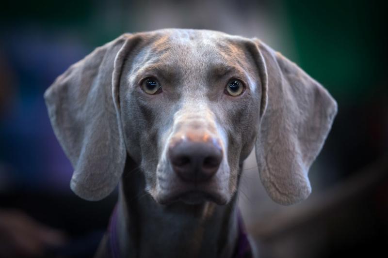 不同品种的狗狗性格差异有多大,16种常见狗狗的优缺点