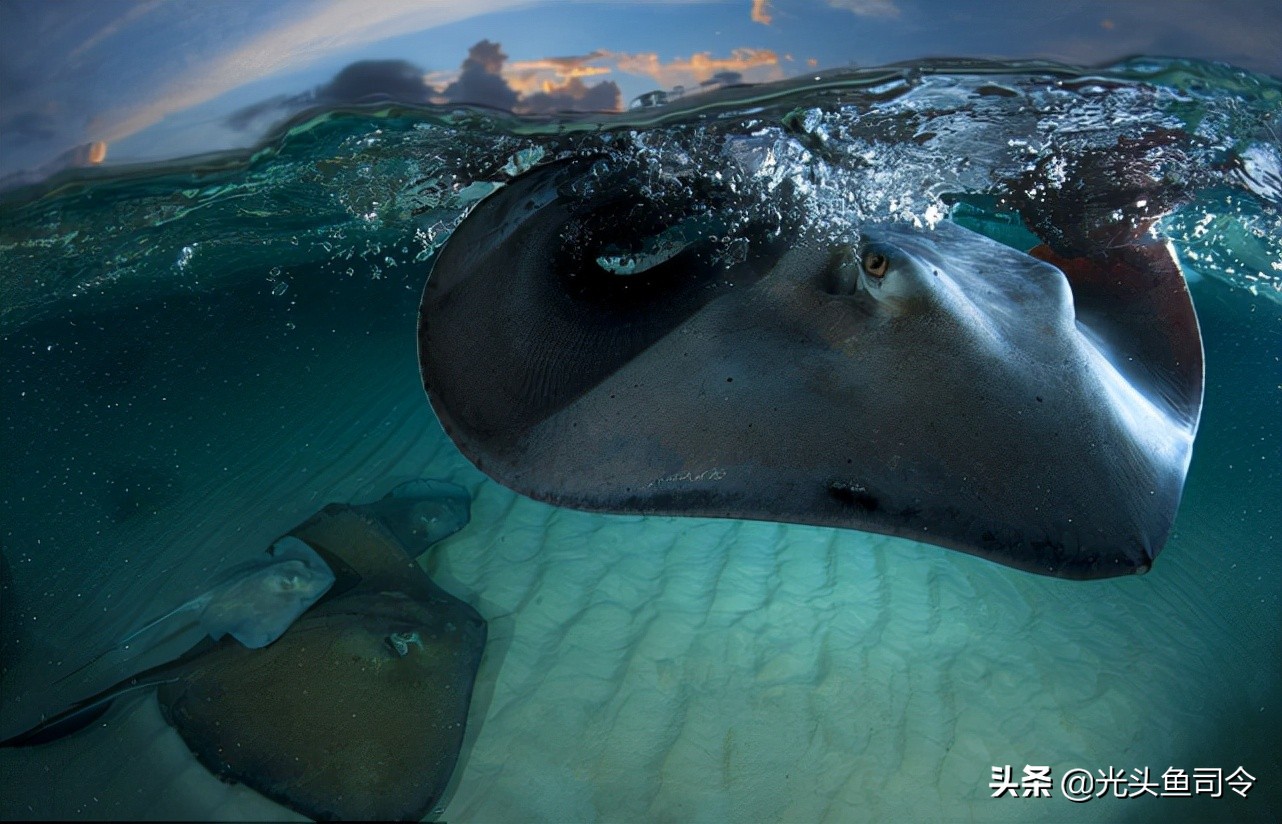 班纳吸血毯,西双版纳吸血毯真实事件