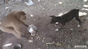 麻麻说了,谁要是娶了我,后面的苞米都是你的,哈哈哈