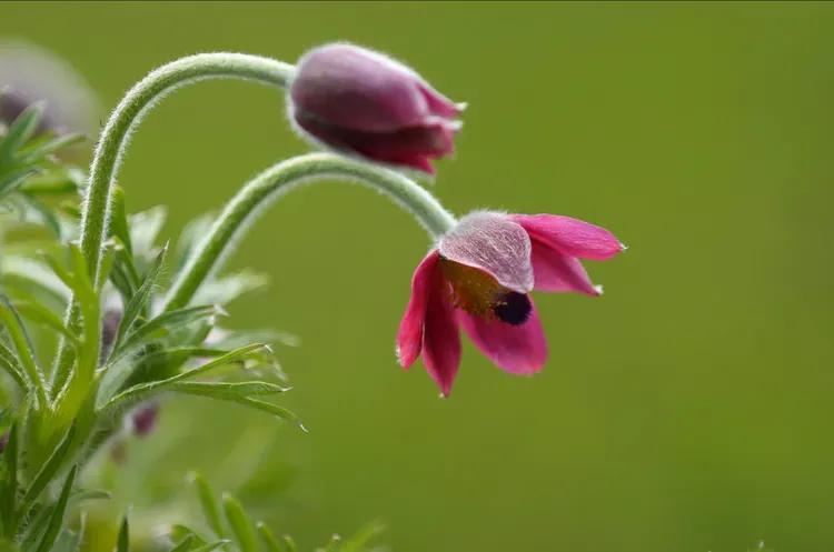 春夏之交，越来越多的花含苞欲放，这一百种娇媚蓓蕾真是美不胜收