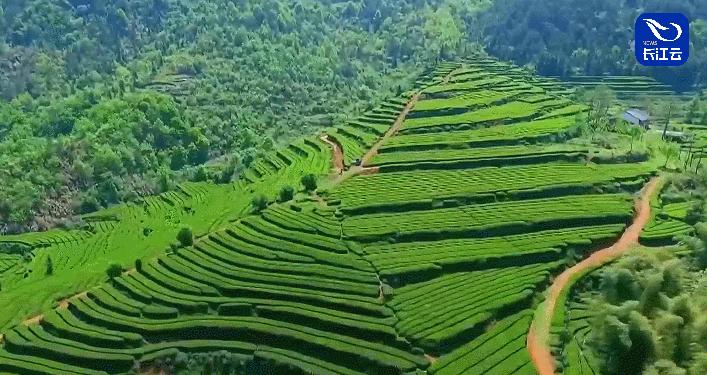 1+1＞2！“湖北茶”正用一种新方式俘获年轻人的味蕾