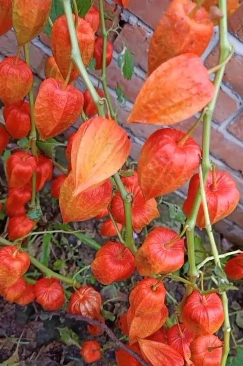 菇娘果种植与管理,怎么种姑娘果好吃