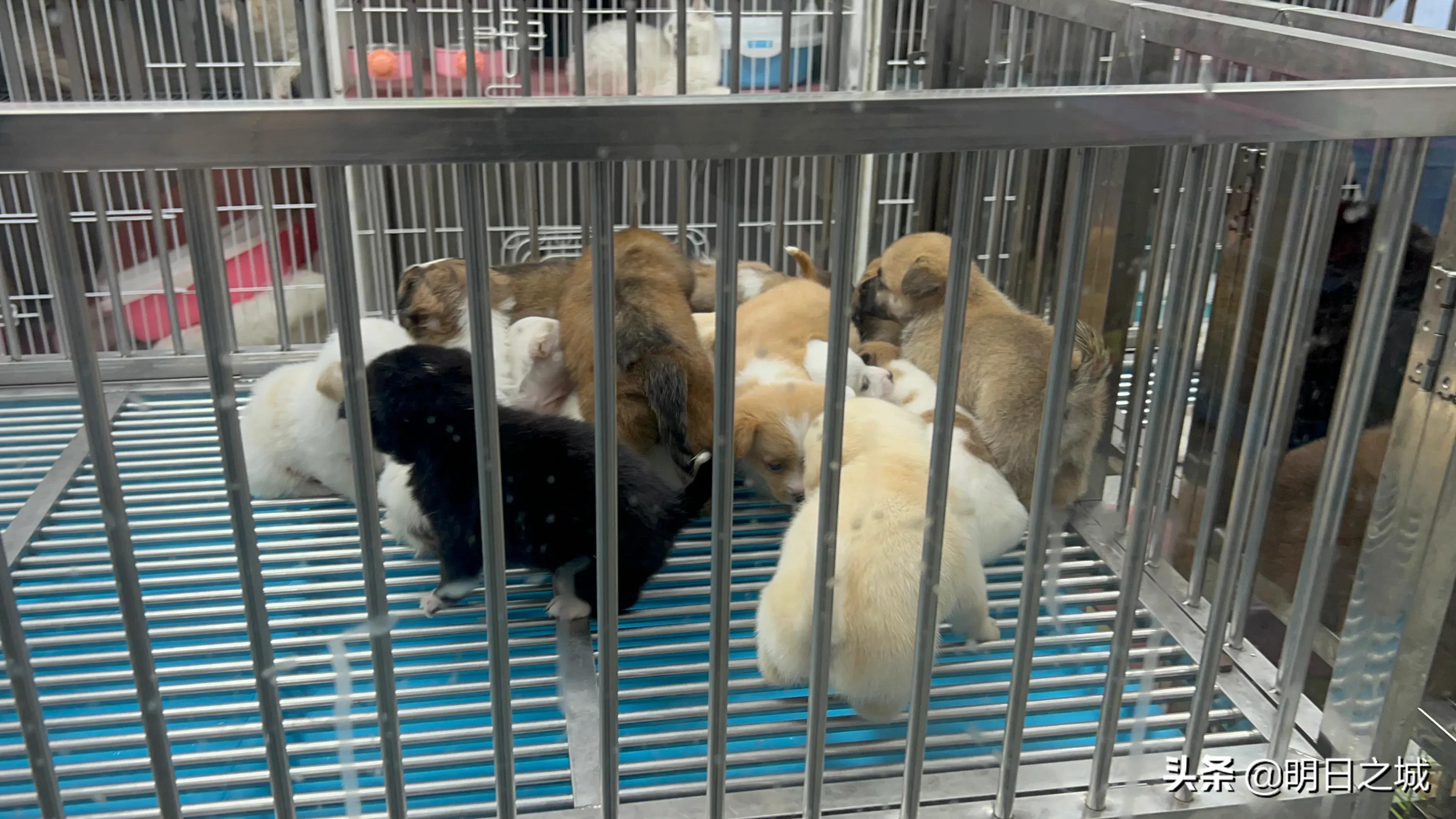 宠物猪长成300斤肥猪,两只宠物小乳猪