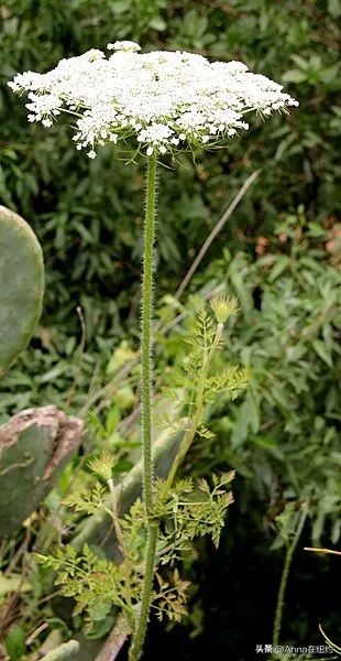 四种最毒的毒草,最毒的六种毒草