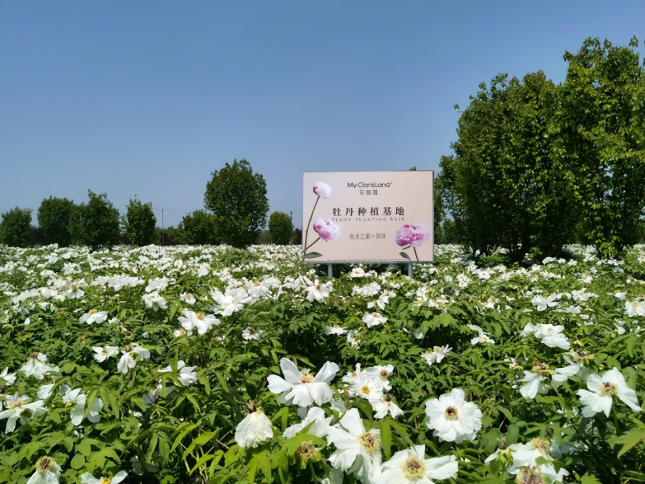 花皙蔻盛世美颜霜测评,花皙蔻哪个系列抗皱美白保湿最好