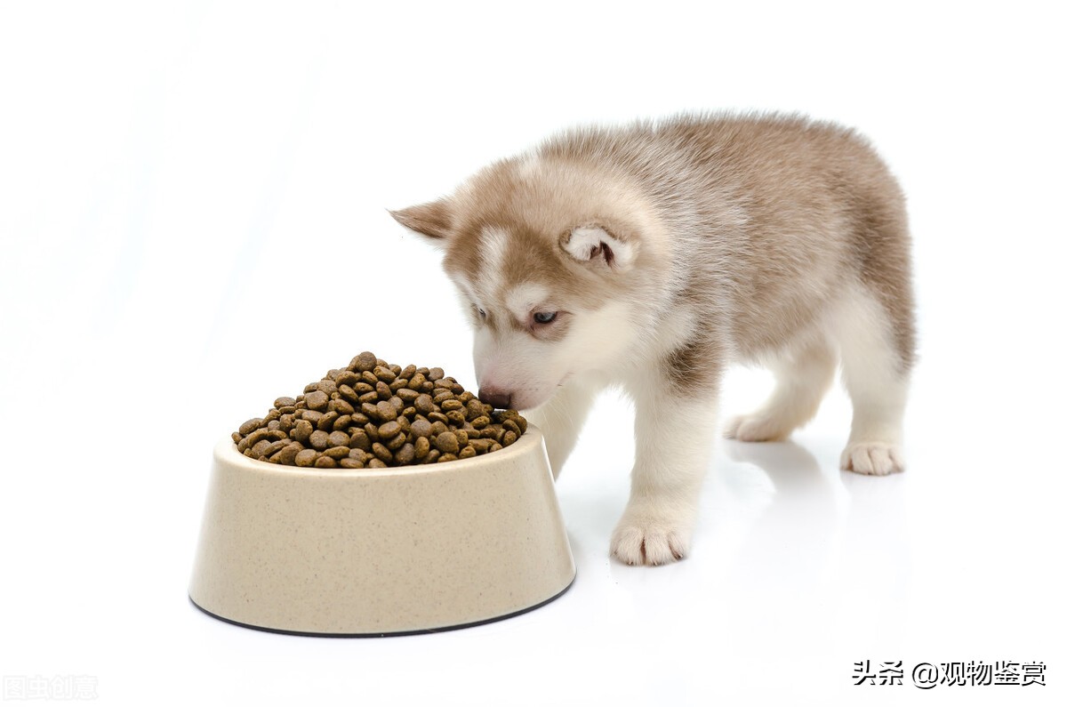 狗狗刚刚断奶怎么喂养,狗狗断奶喂食的正确方法