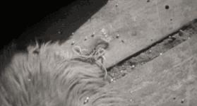 她是好莱坞第一位*星艳**，3.5亿卖出一个吻，却发明WiFi震惊世界