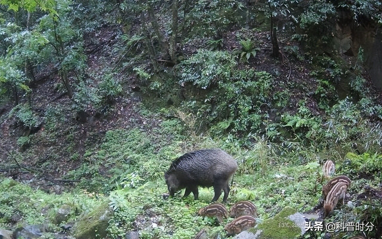 小黄毛捡到一只小狗,15年前村民捡到一只小狗
