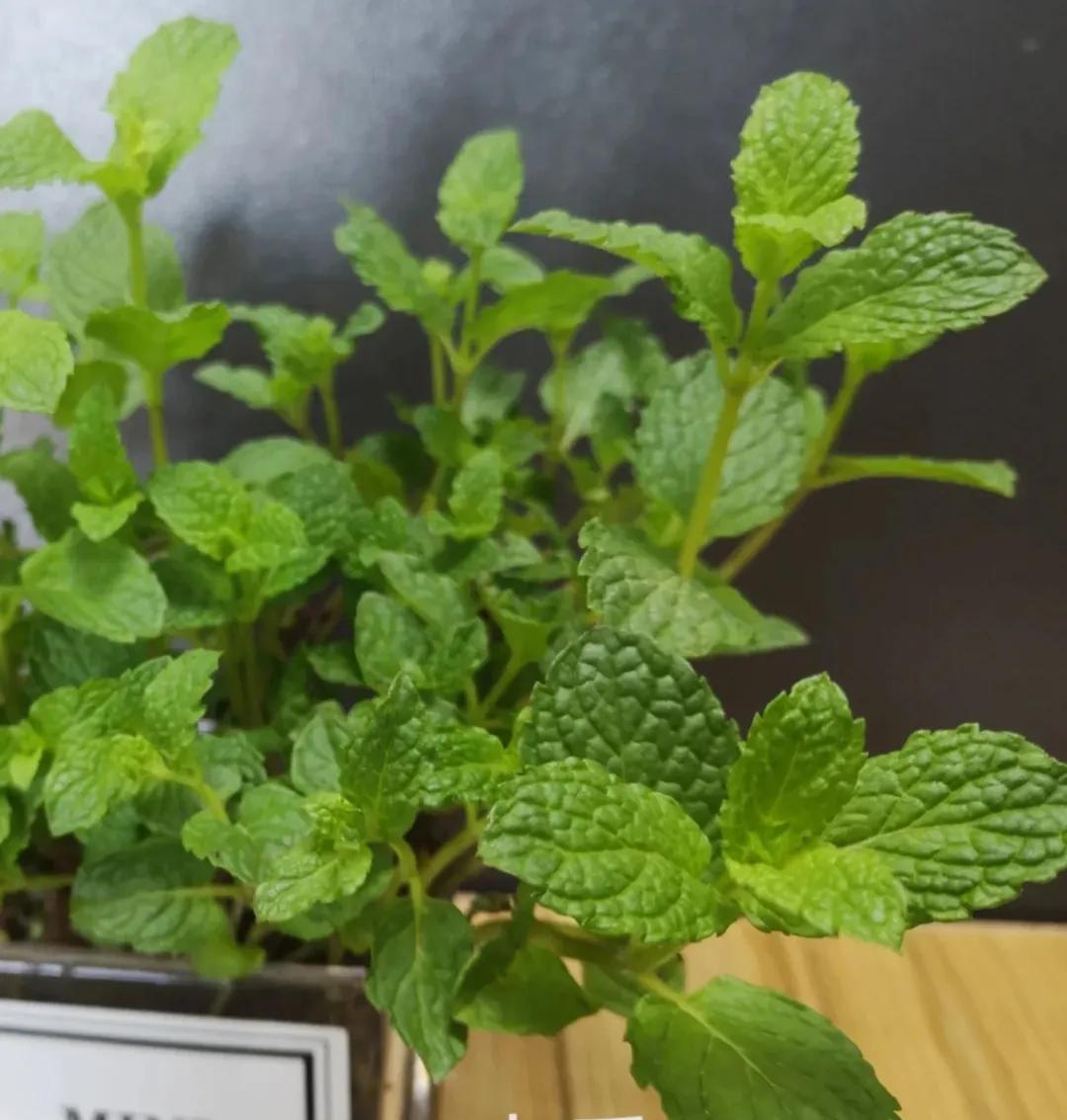 食用薄荷哪种最清凉,比较清凉的薄荷可以吃吗