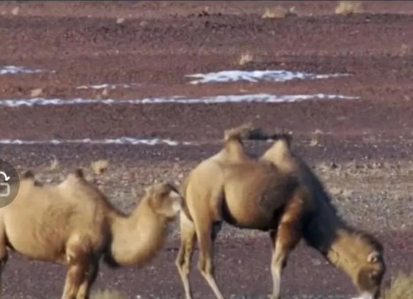 在沙漠里碰到渴死的骆驼会怎么样,在沙漠里遇到渴死的骆驼不能触碰