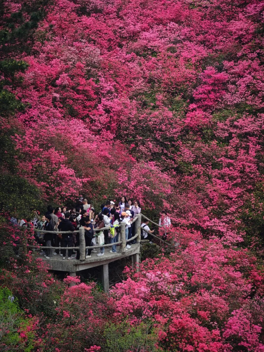东湖樱园暂停营业原因,东湖樱花园暂停开放该从哪进