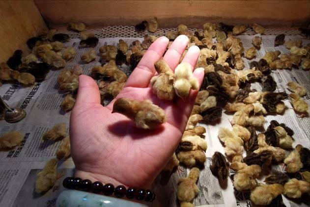 鱼缸养宠物鸡,室内养的下蛋鸡宠物有哪些