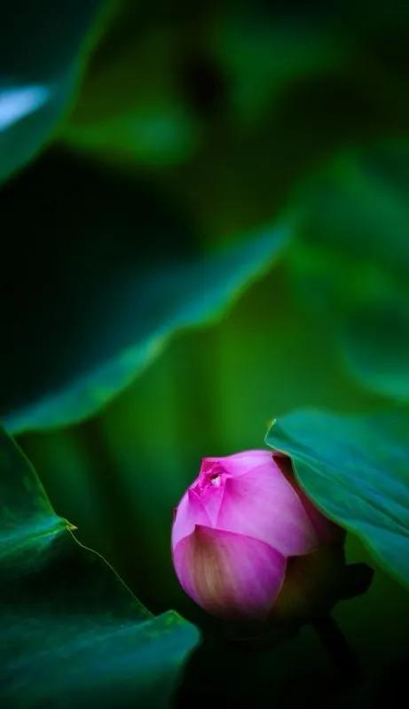 漂亮美丽的荷花壁纸,雨中荷花壁纸荣盛城