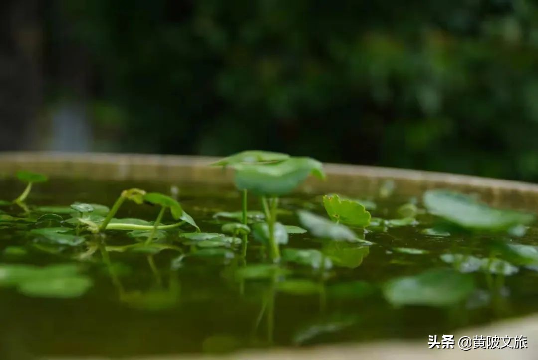 武汉夏天自驾游推荐,夏日避暑武汉出发3-5天自由行攻略