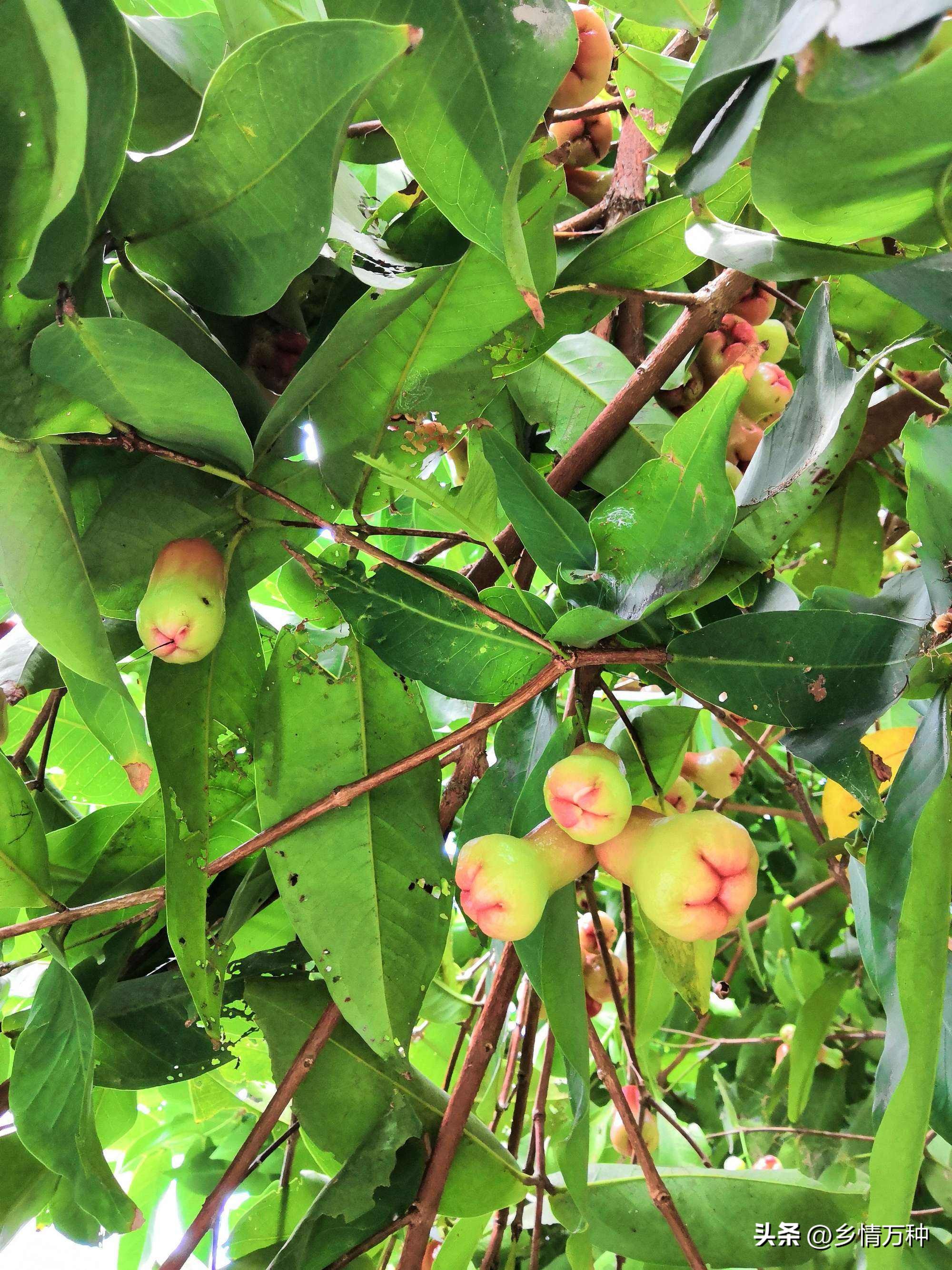 热带适合种植的水果大全,热带水果种植小技巧