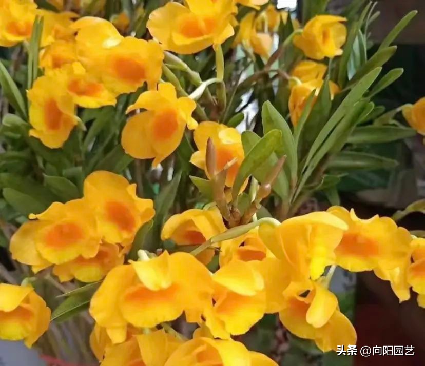 石斛花钉在木板上，挂在露台上，多淋雨水，长得会更快！