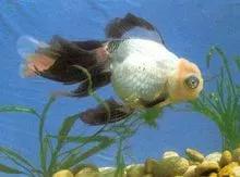 各种漂亮鱼的名称及图片,漂亮可爱的海水观赏鱼