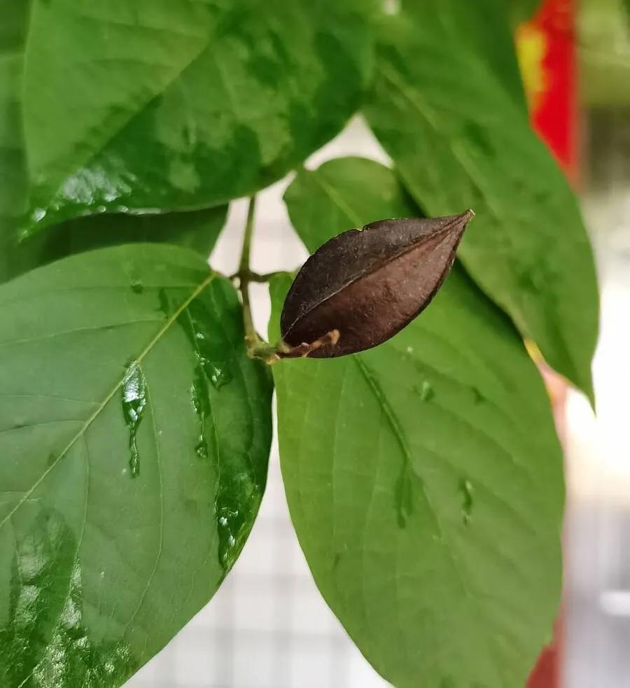 中药使君子,中药使君子图片大全